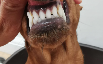 How To Brush Your Miniature Pinscher’s Teeth