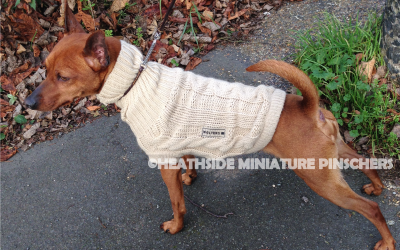 Should I Buy Dog Clothes For My Miniature Pinscher?