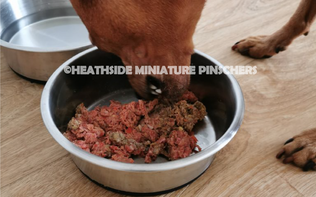 We Switched Our Miniature Pinscher To A Raw Diet