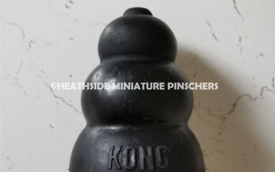 Kong Dog Toy For My Min Pin