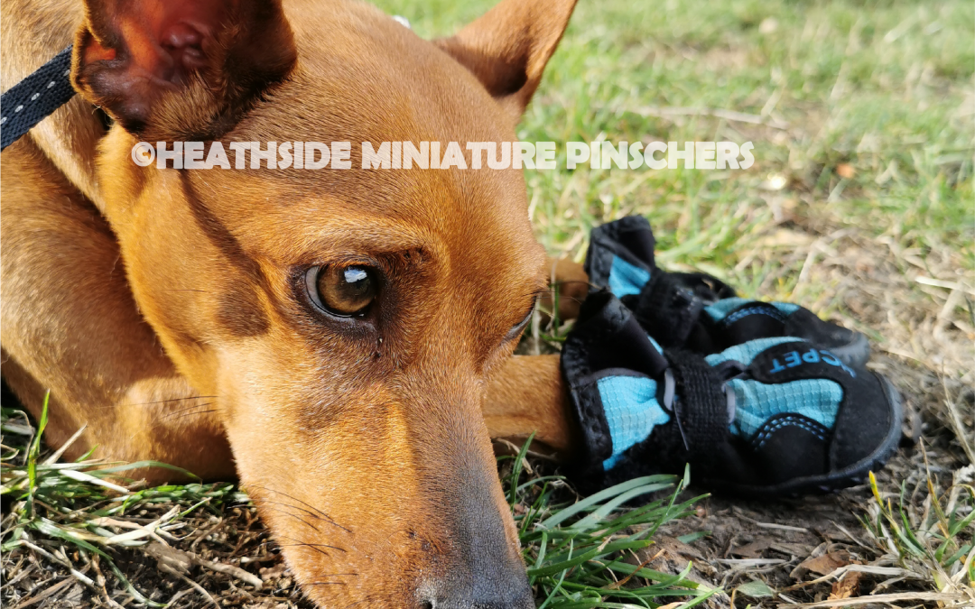 Miniature Pinscher Wears Doggy Shoes