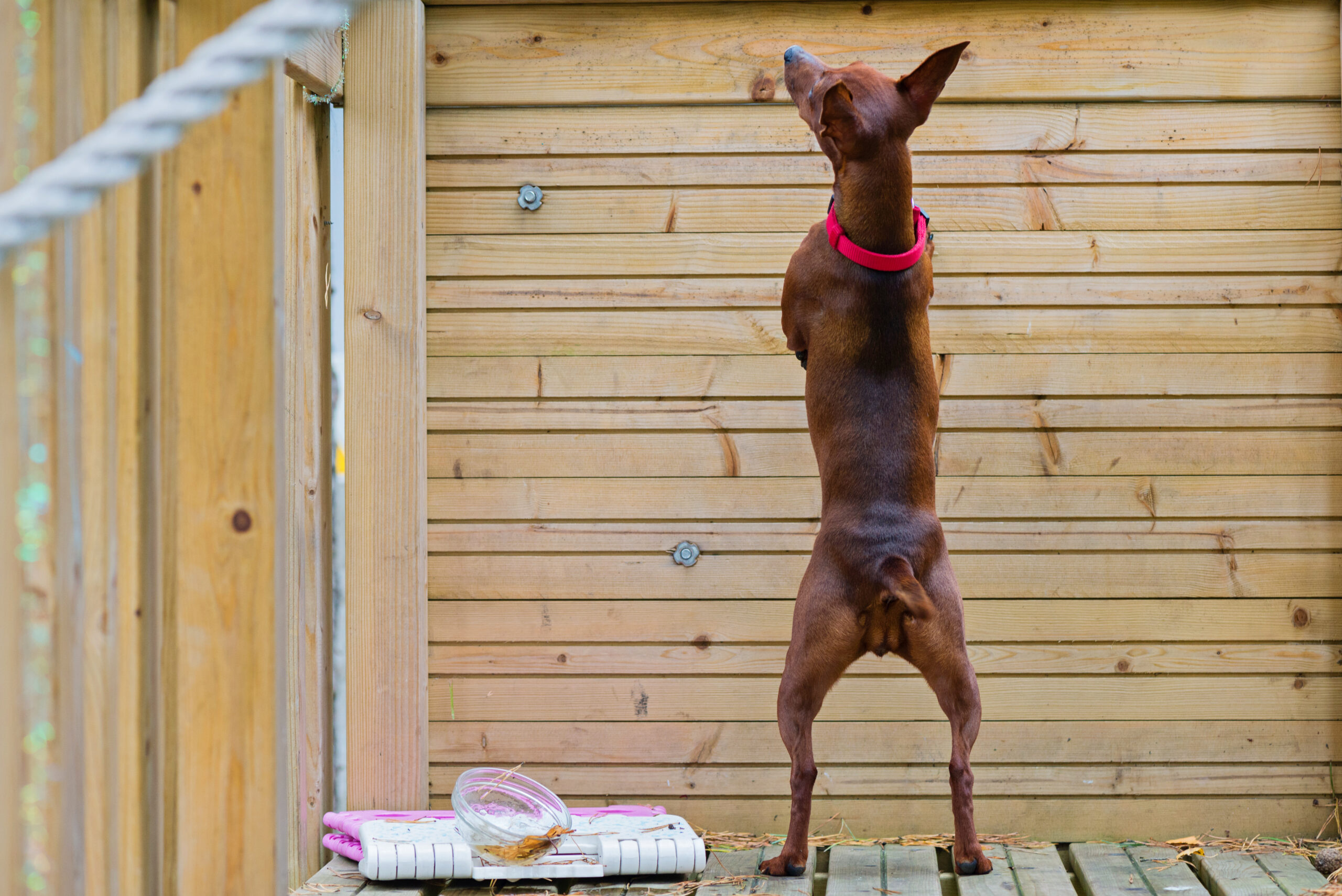 Caring For The Miniature Pinscher
